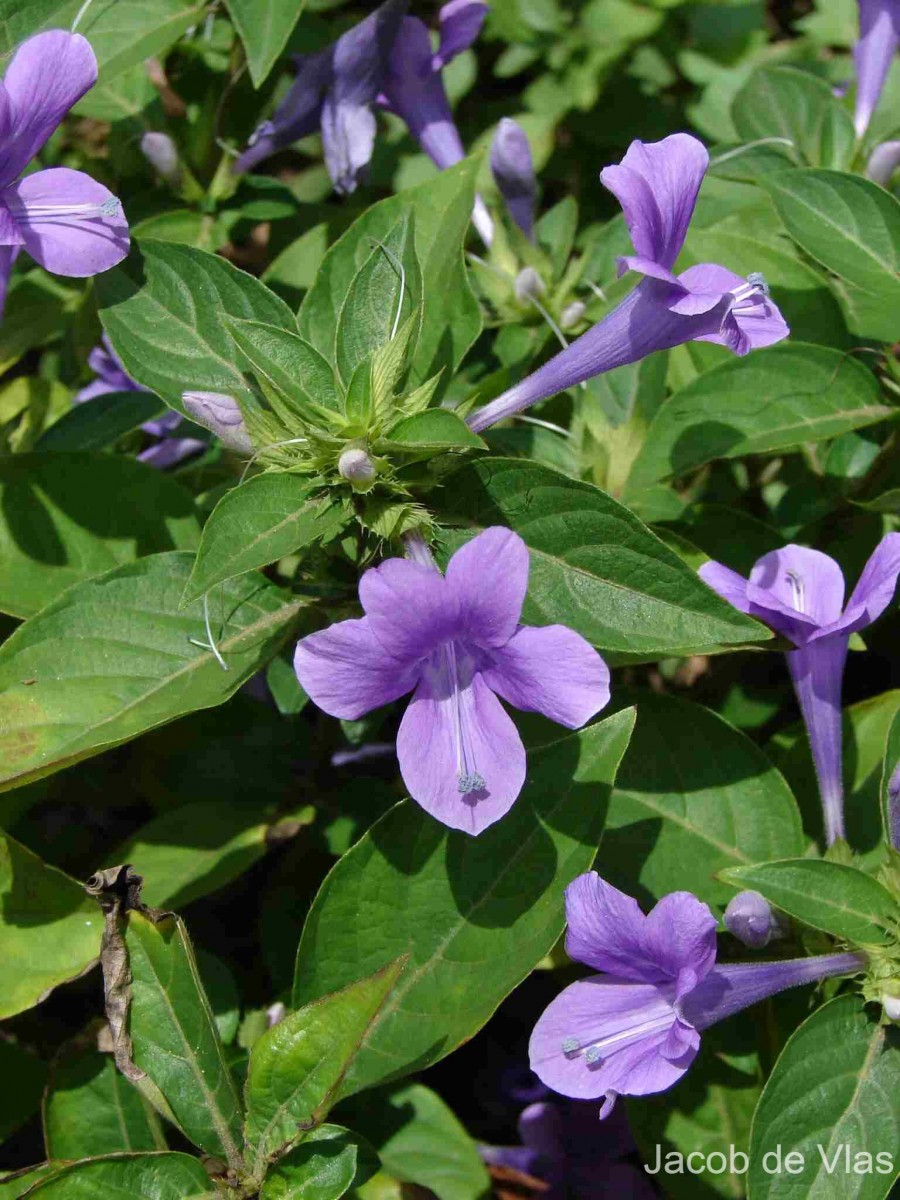 Barleria cristata L.